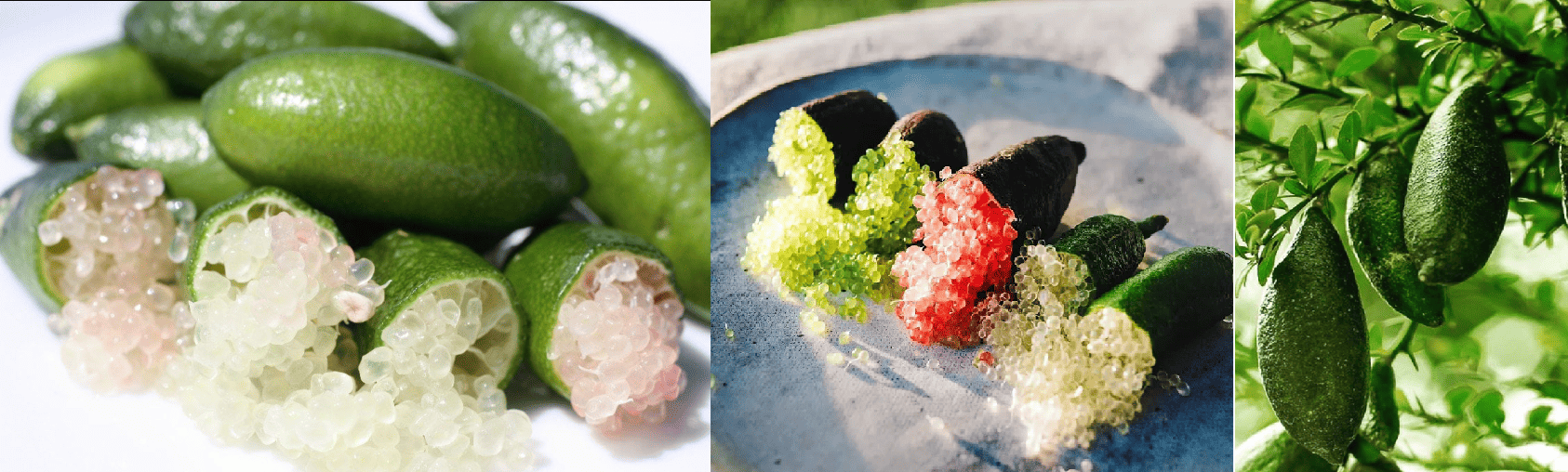 caviar-x (1)