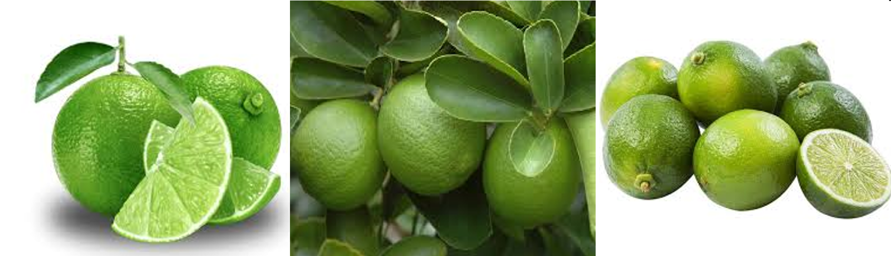 limas taiti#1
